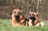 BERGER ALLEMAND 1275